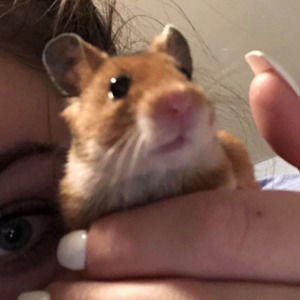 Meet your Posher, Budget